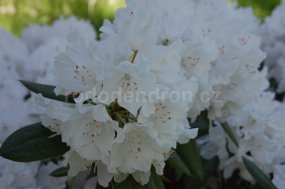 Rododendron Jewess