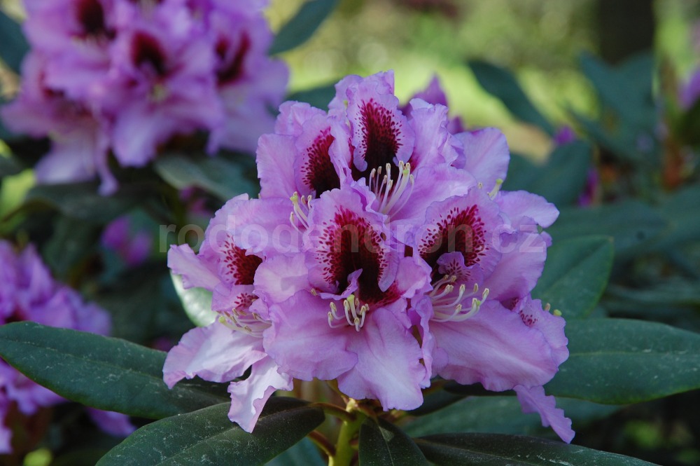Rododendron Kabarett