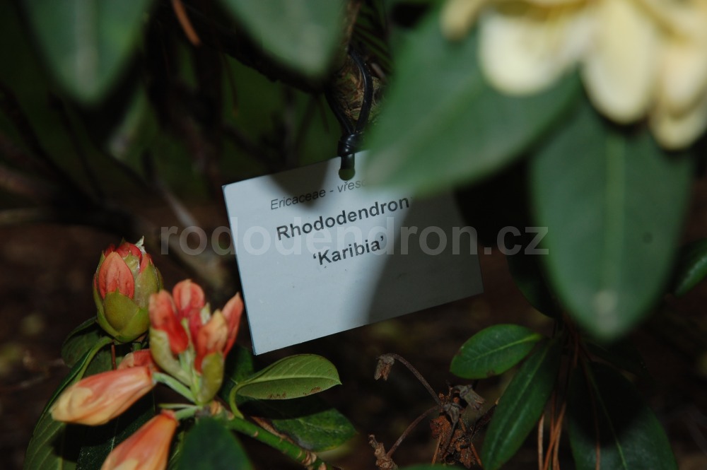 Rododendron Karibia