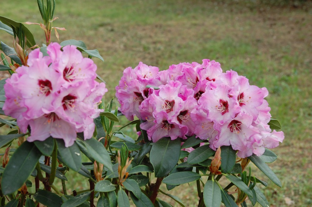 Rododendron Karlštejn