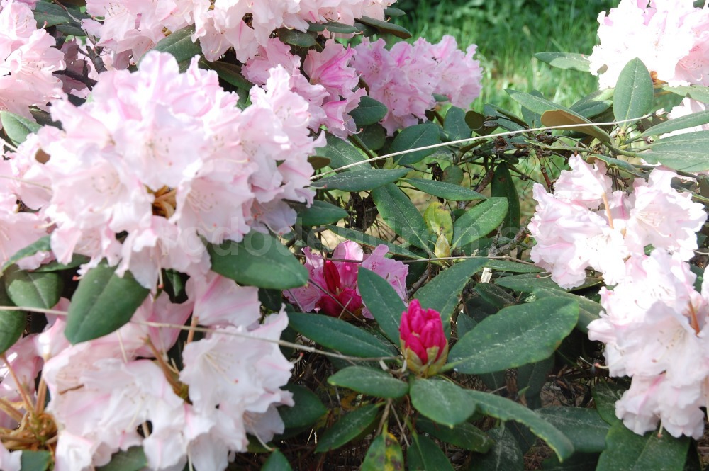 Rododendron Kathe Heinje
