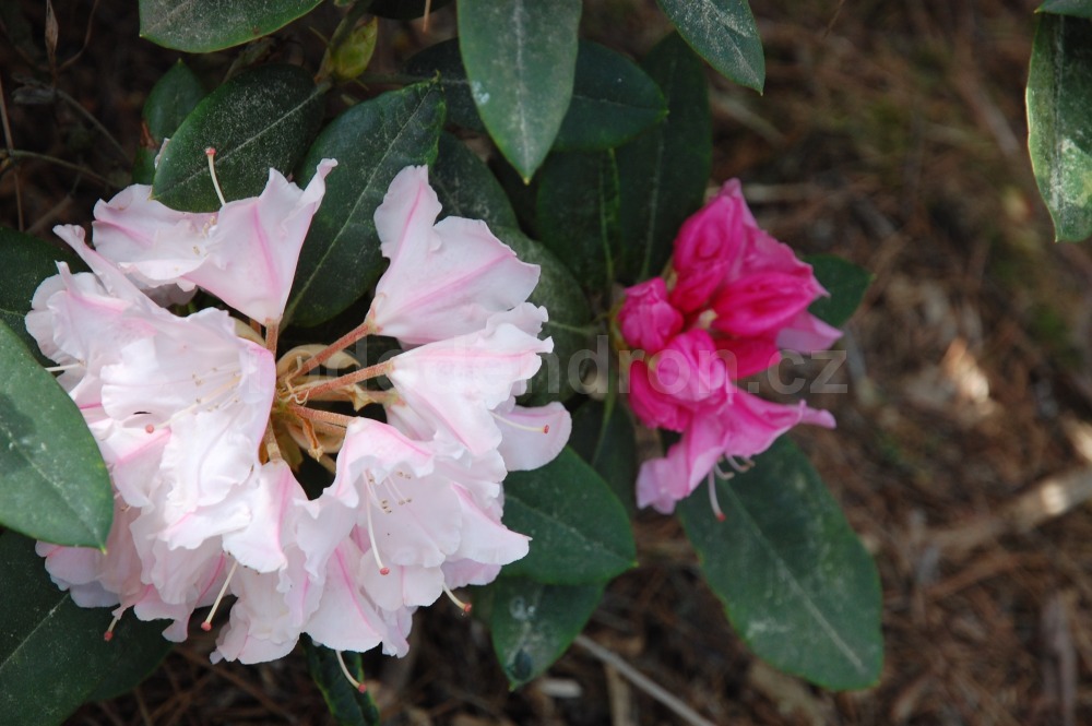Rododendron Kathe Heinje