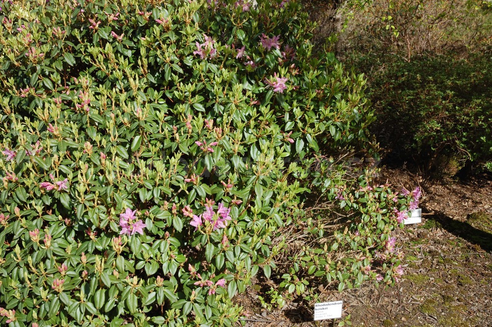 Rododendron Keiskei