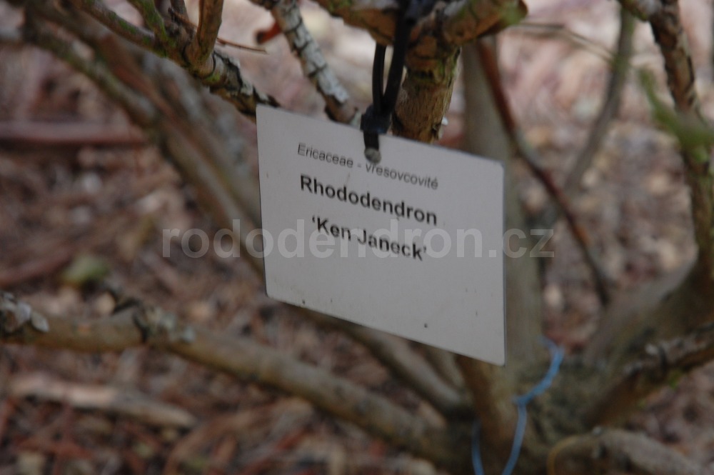 Rododendron Ken Janeck