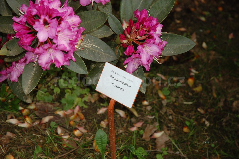 Rododendron Kokardia