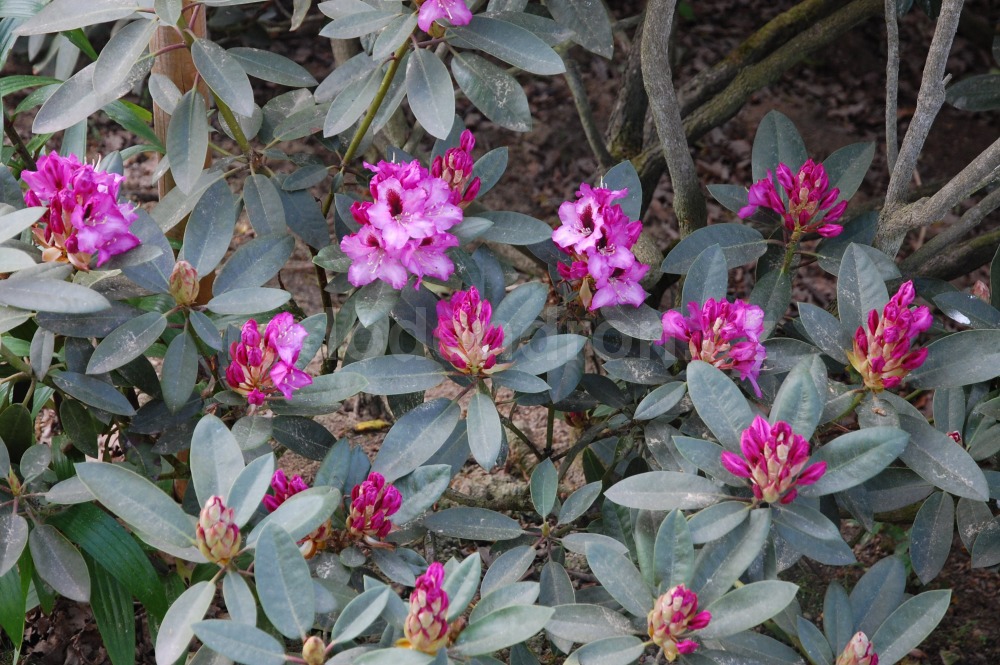 Rododendron Kokardia