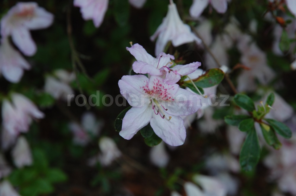 Rododendron Košilatá