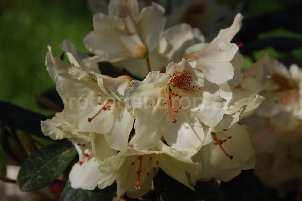 Rododendron Kriemhild