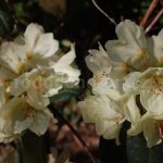 Rododendron Kriemhild