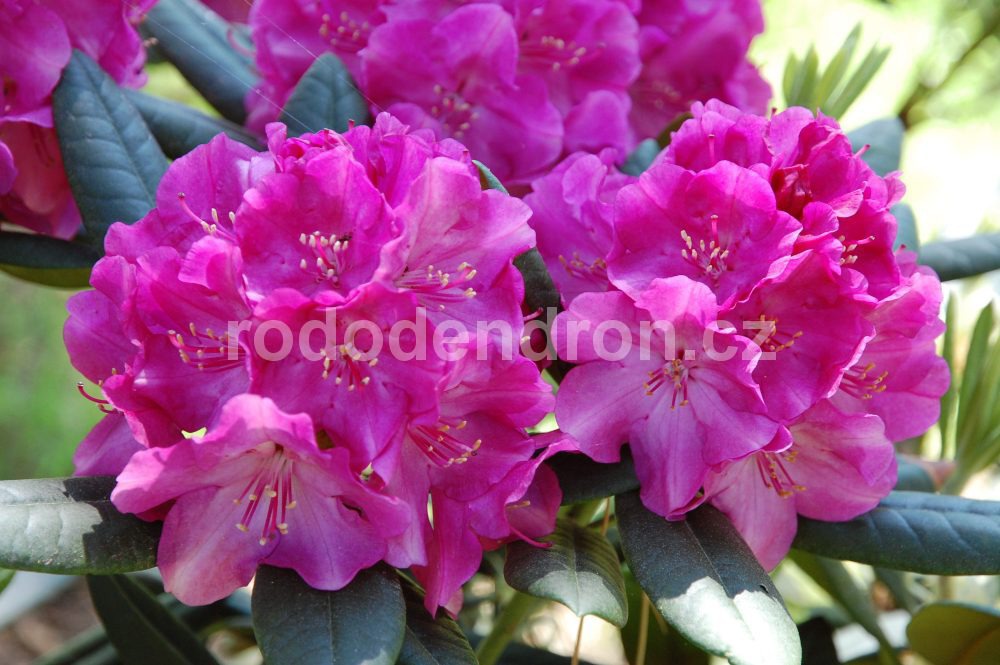 Rododendron Křivoklát