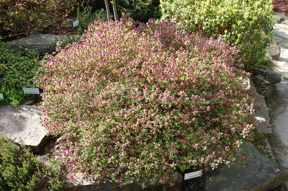 Rododendron Labe