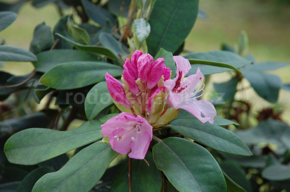 Rododendron Lady Anette