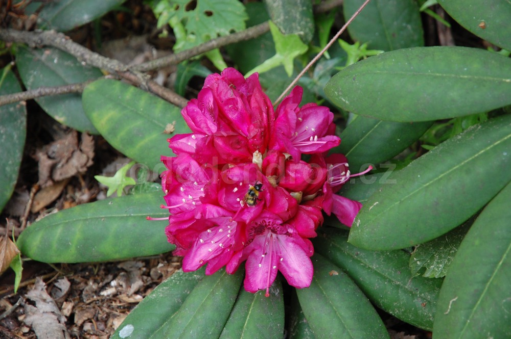 Rododendron Lady Clermont