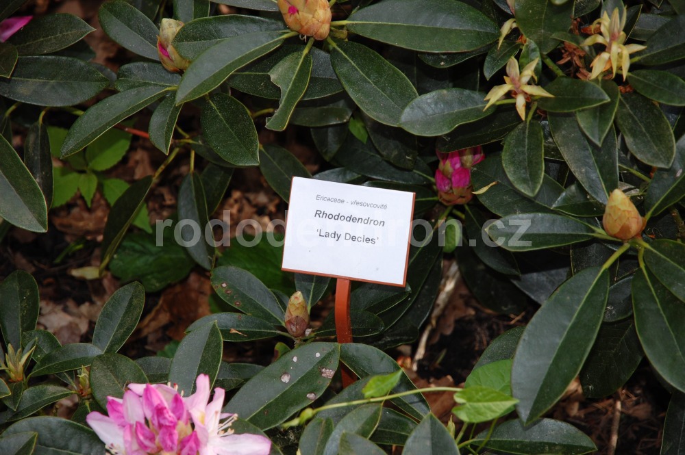 Rododendron Lady Decies