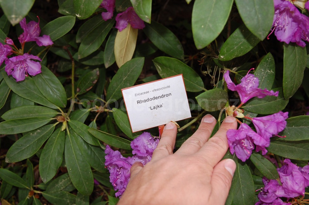 Rododendron Lajka