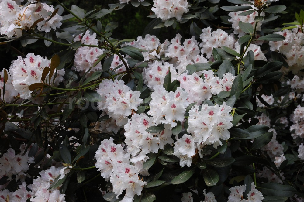 Rododendron Lamentosa
