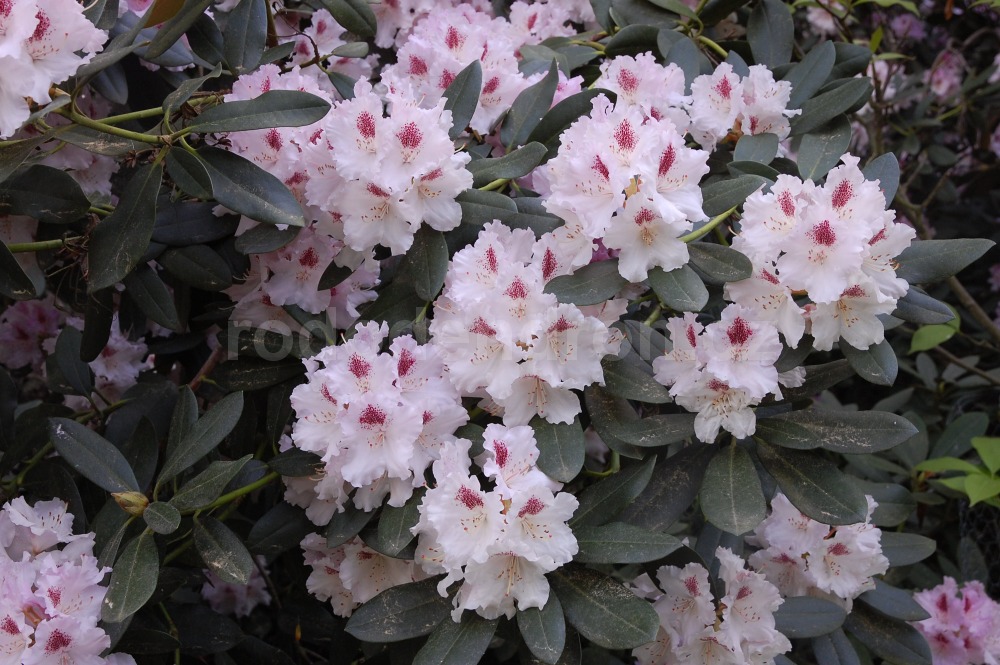 Rododendron Lamentosa