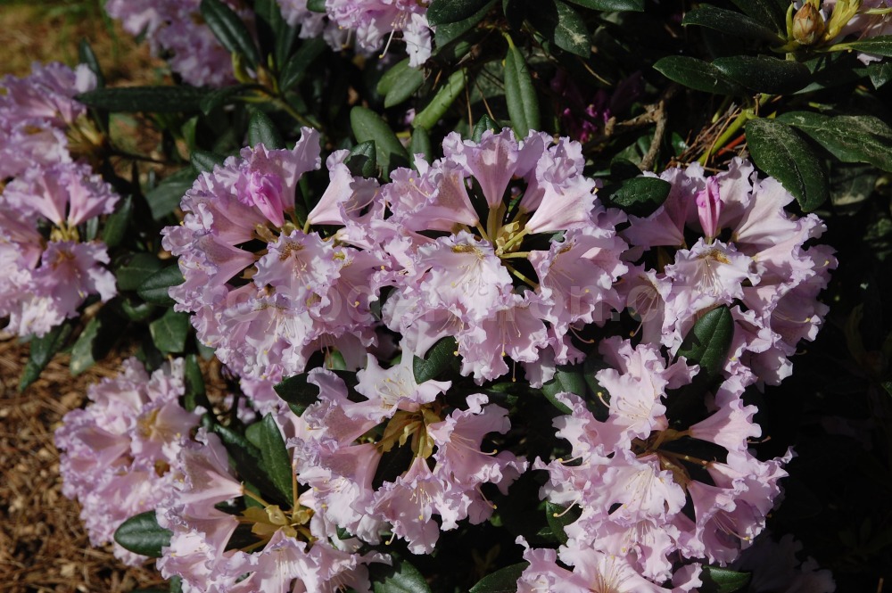 Rododendron Lavendelzauber