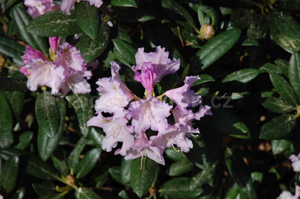 Rododendron Lavendelzauber