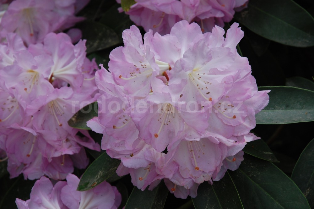 Rododendron Lavender Girl
