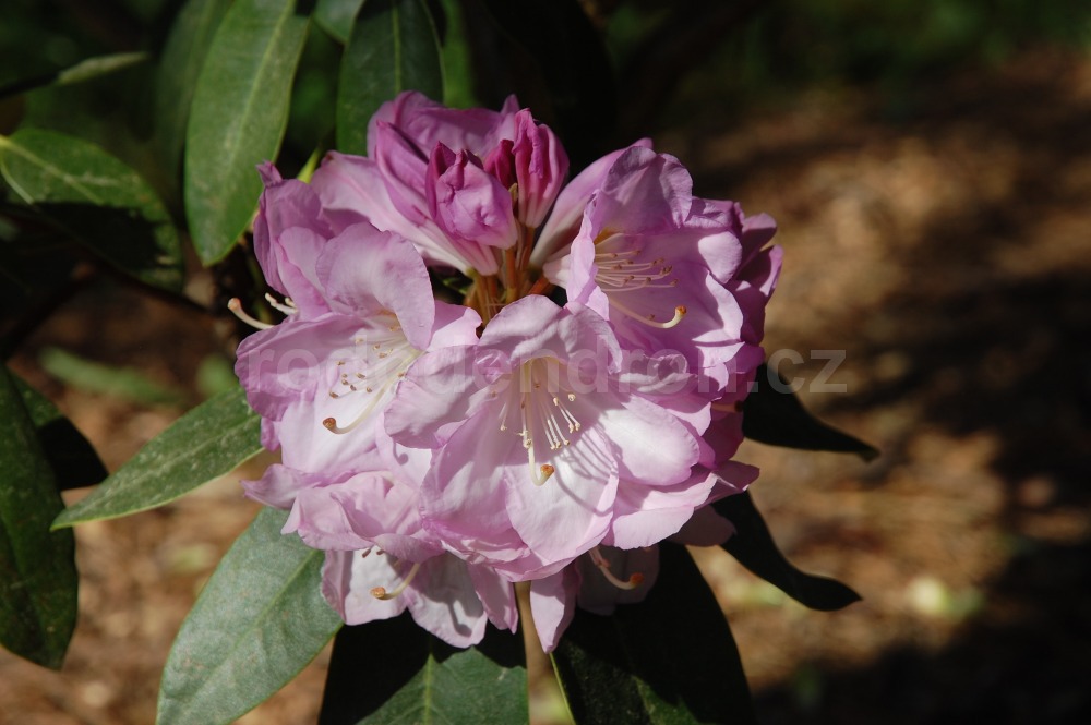 Rododendron Lavender Girl