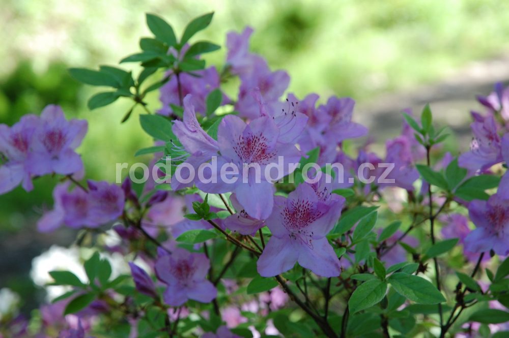 Rododendron Ledikanense
