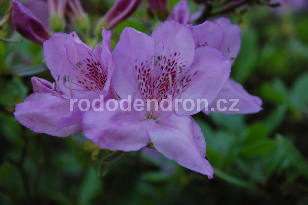 Rododendron Ledikanense