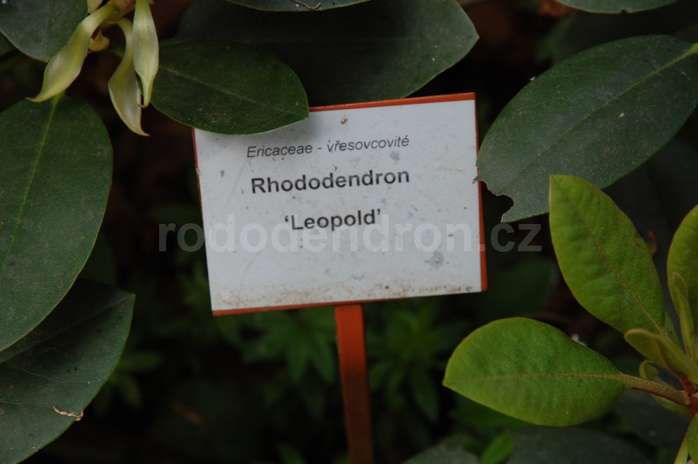 Rododendron Leopold