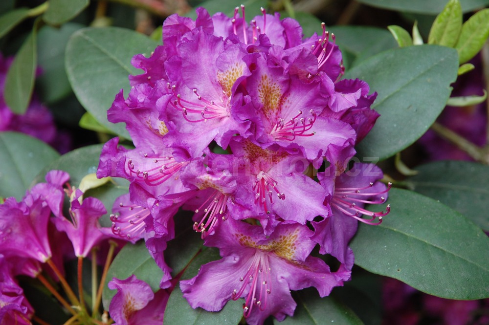 Rododendron Leopold