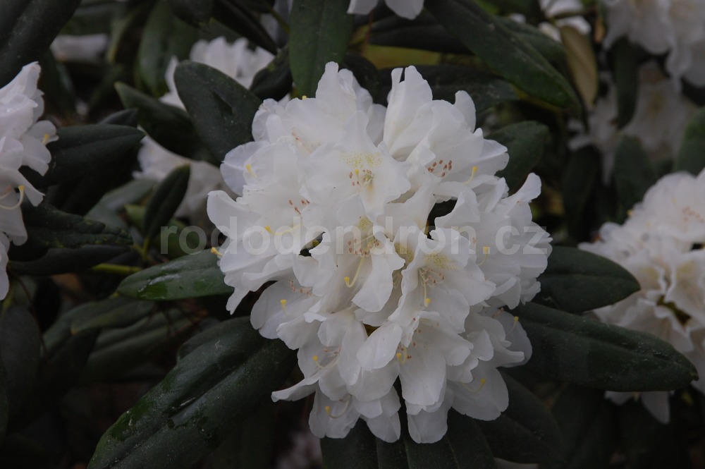 Rododendron Liane
