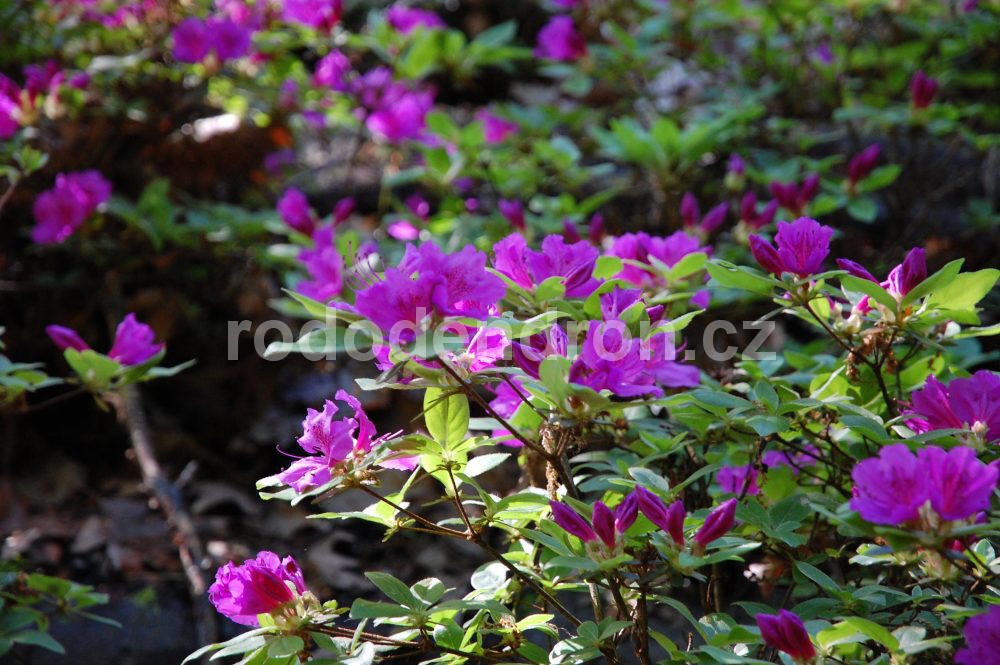 Rododendron Lilienstein