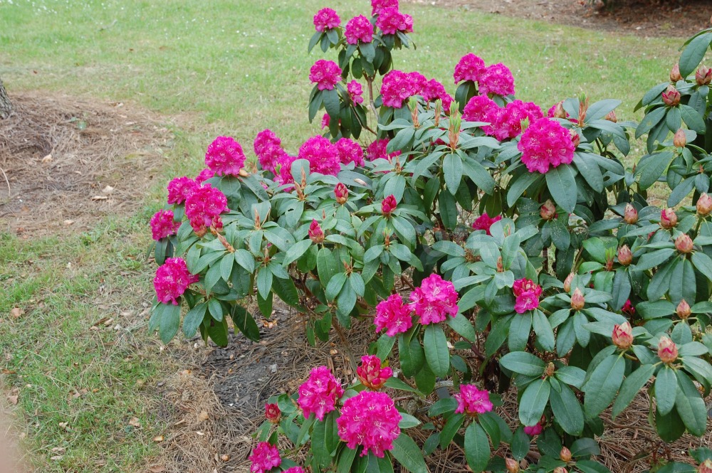 Rododendron Lipnice