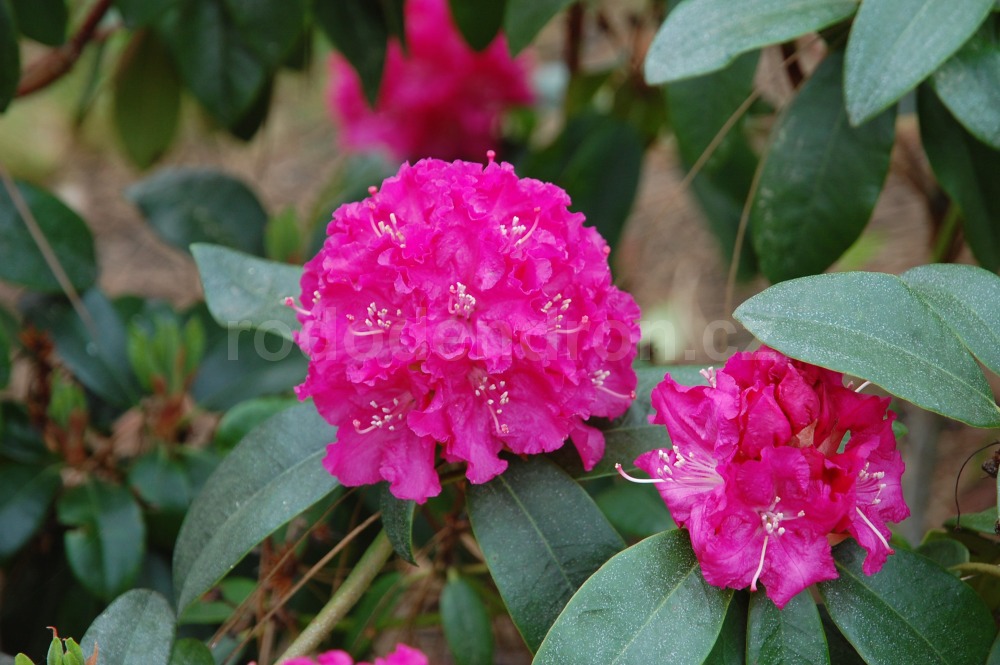 Rododendron Lipnice