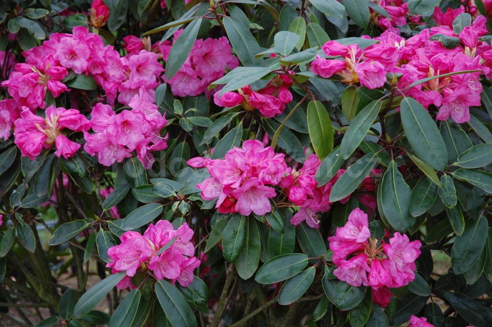 Rododendron Loket