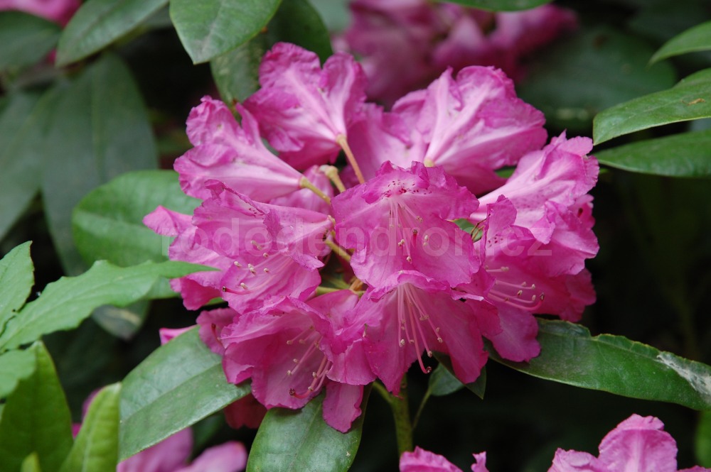 Rododendron Lord Clyde