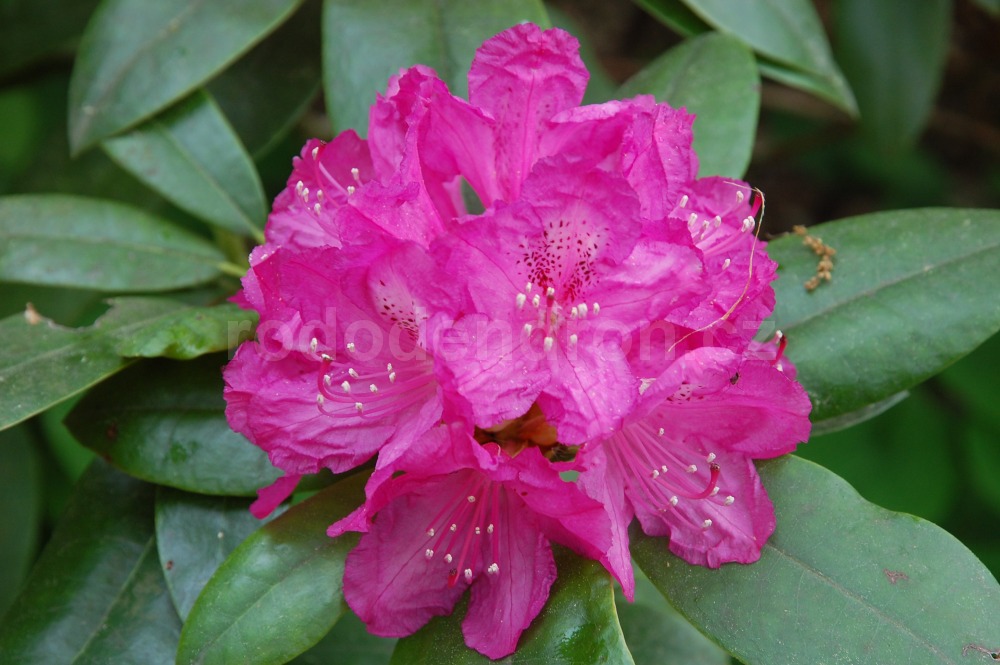 Rododendron Lord Clyde