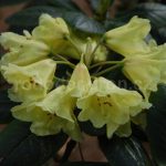Rododendron Loreta