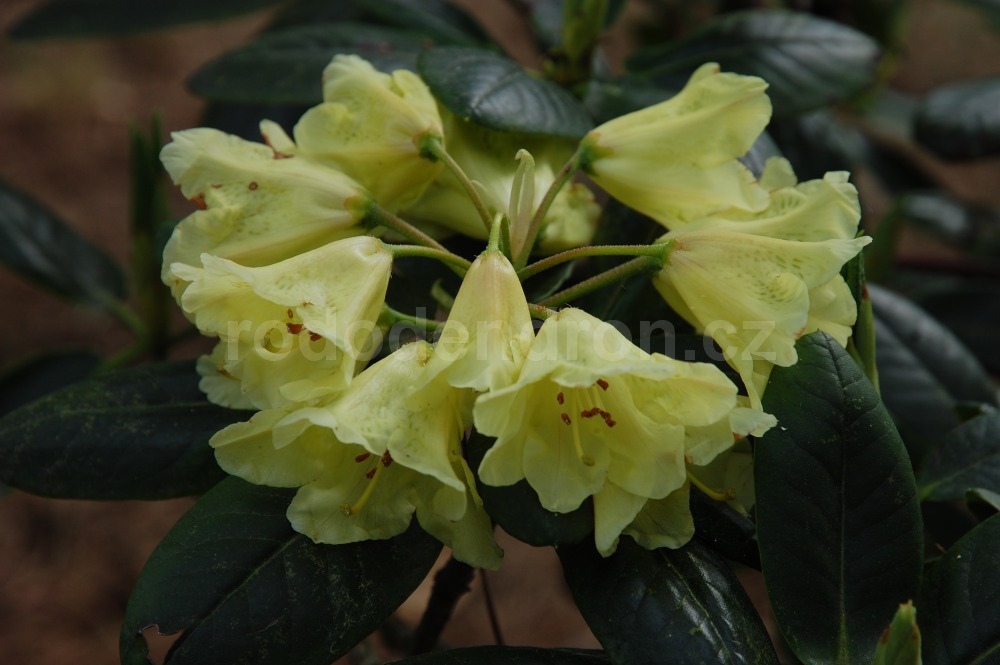 Rododendron Loreta