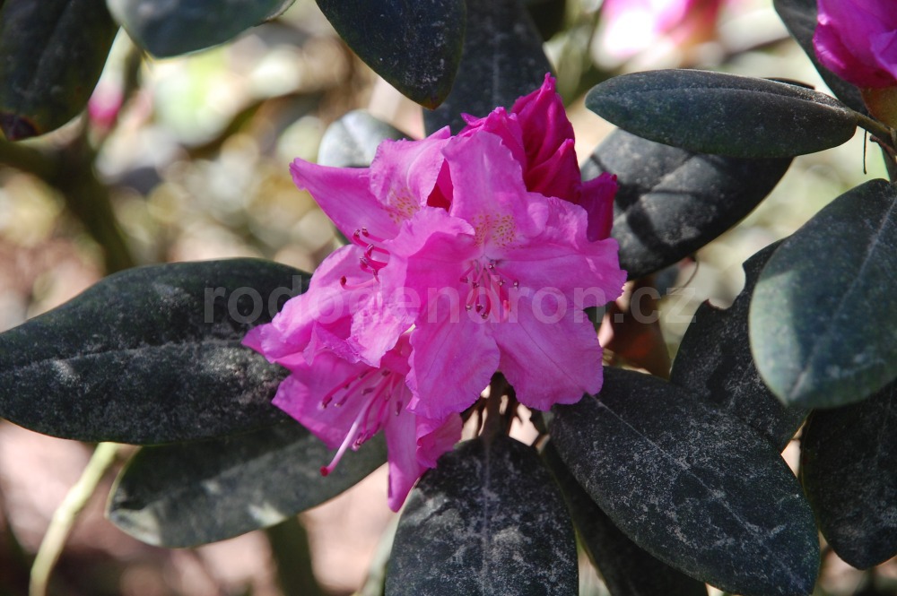Rododendron Lumina