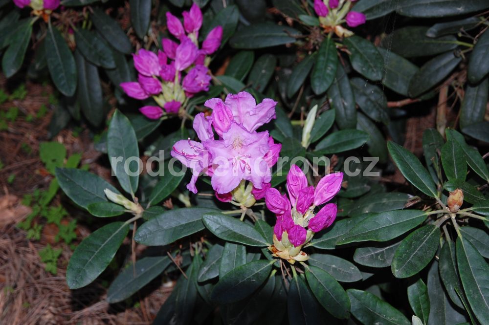 Rododendron Lunik