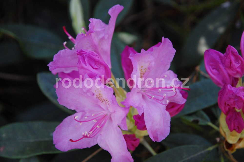 Rododendron Lunik