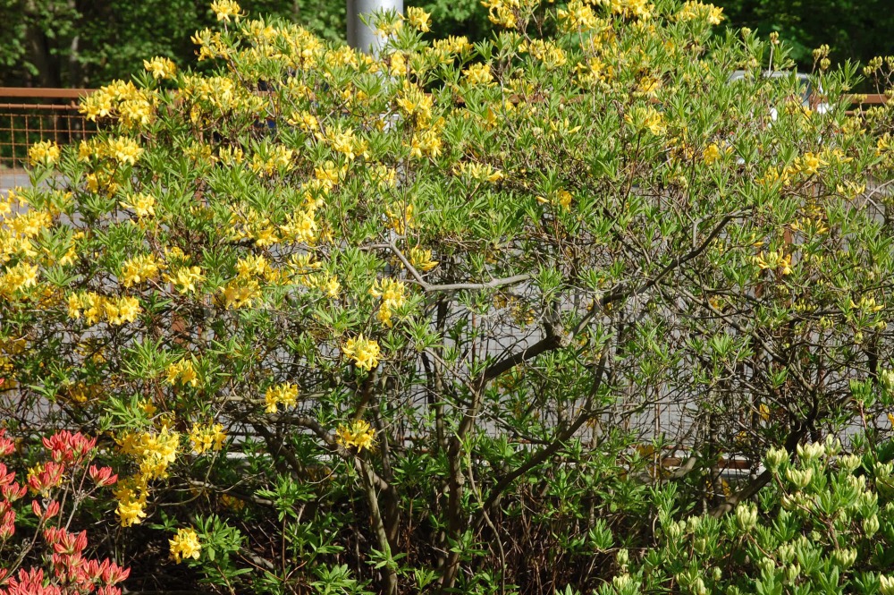 Rododendron Luteum