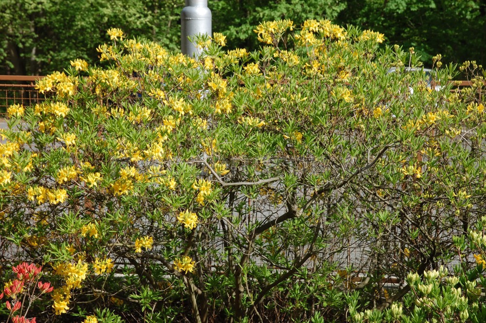 Rododendron Luteum
