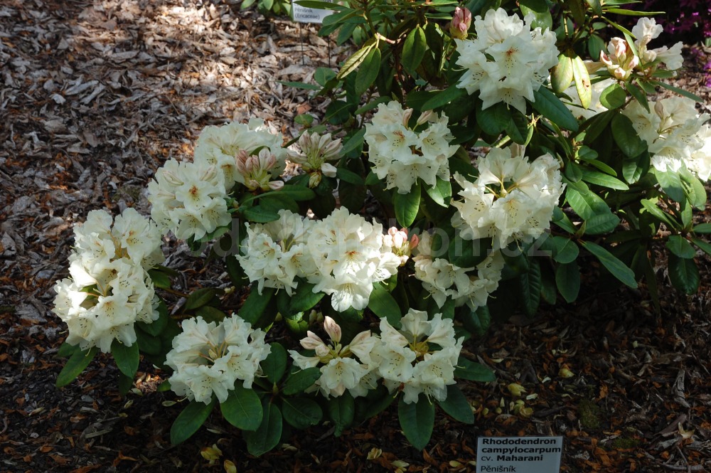 Rododendron Maharani