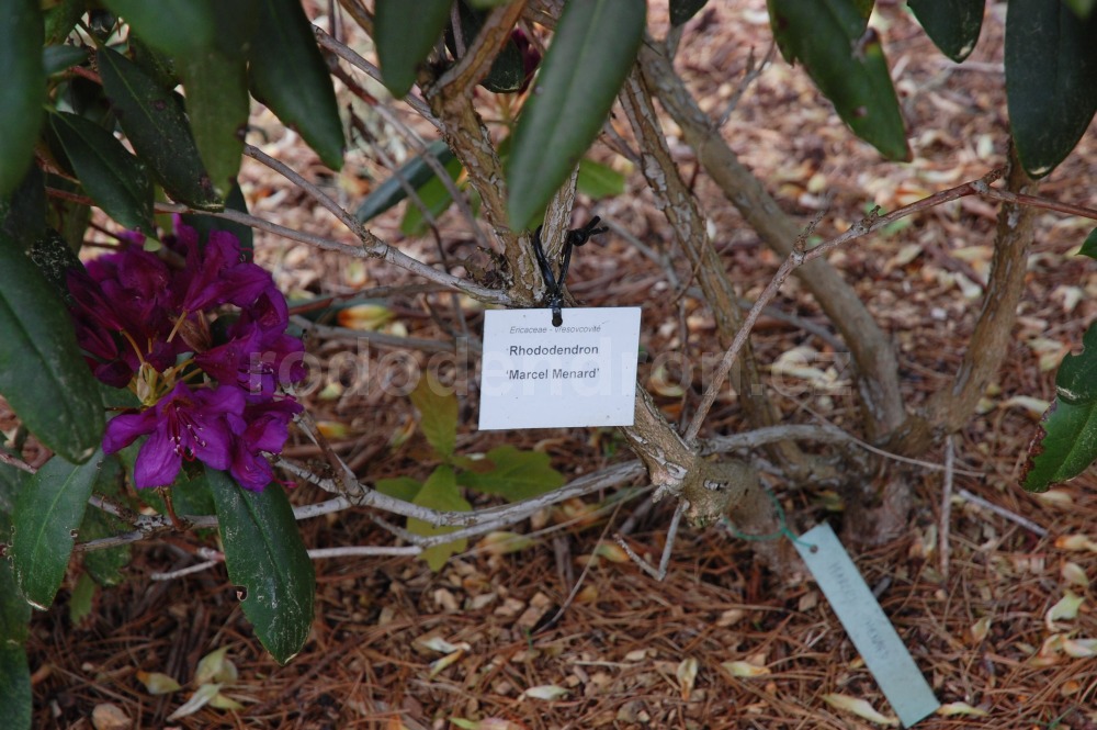 Rododendron Marcel Menard