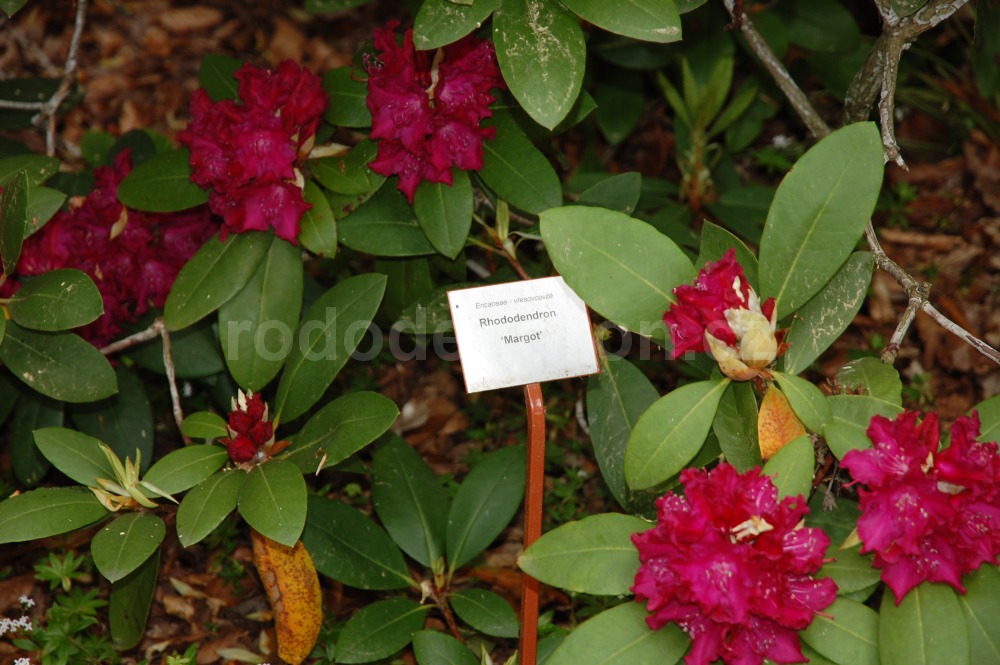 Rododendron Margot