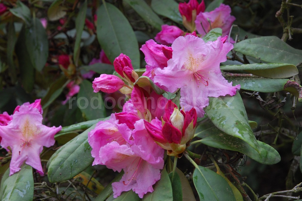 Rododendron Margret