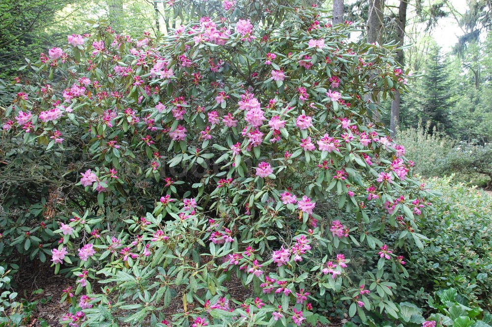 Rododendron Margret