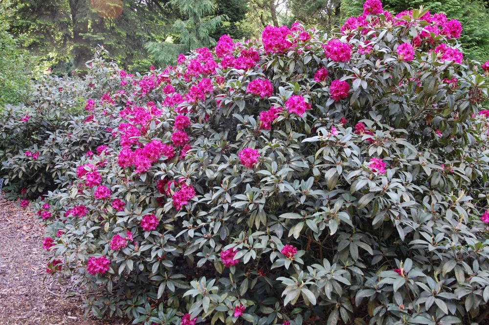 Rododendron Marie Forte