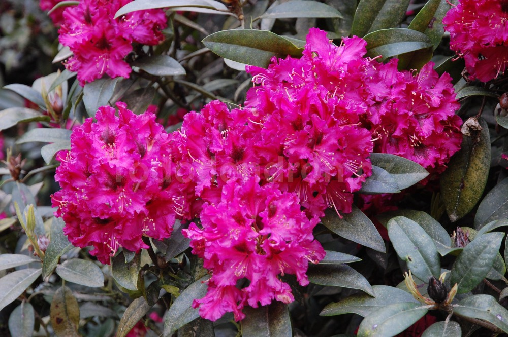 Rododendron Marie Forte